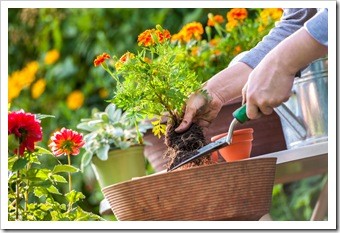 Spinal Health Gardening Lake Havasu City AZ