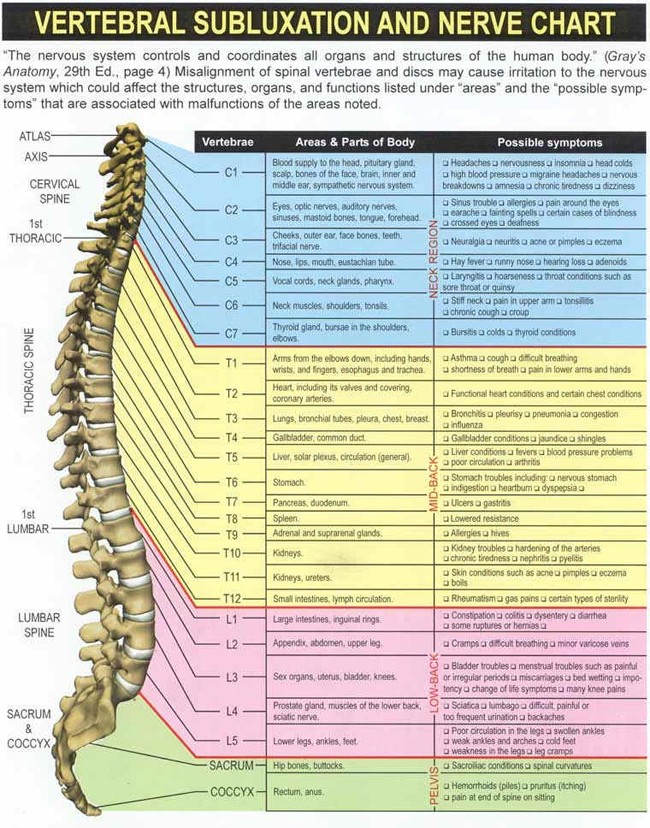 Nerve Chart